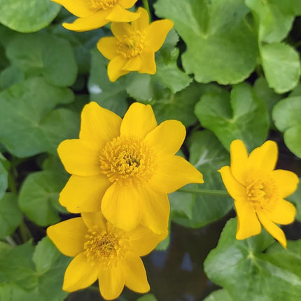 Caltha palustris polypetala