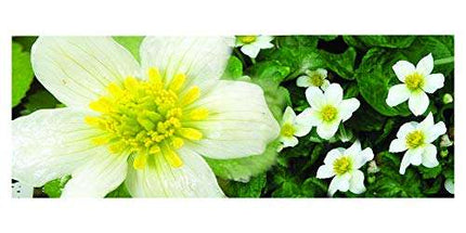 Caltha palustris alba