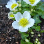 1 / 7cm Bareroot