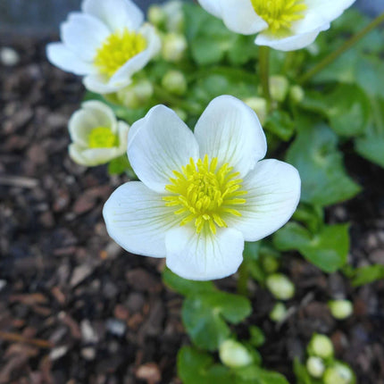 Caltha palustris alba