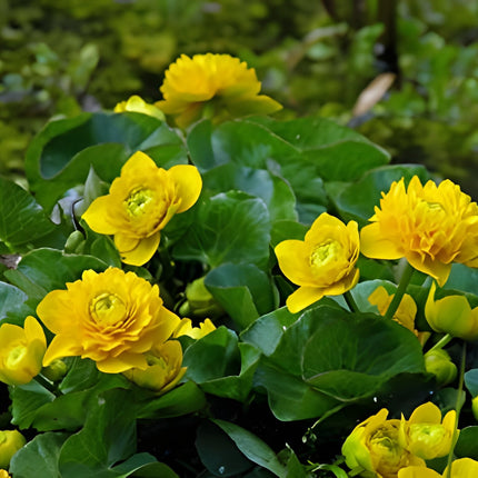 Caltha palustris plena