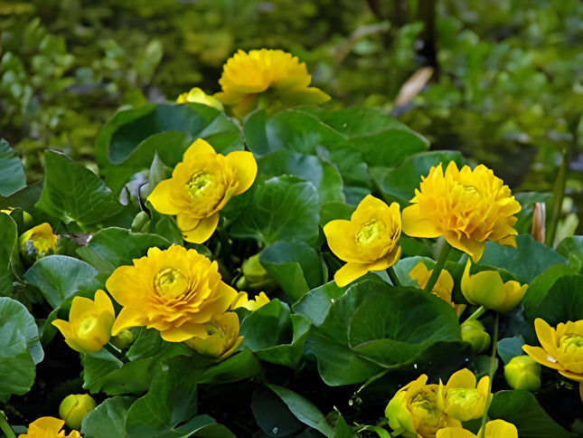 Caltha palustris plena