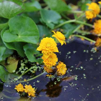 Caltha palustris plena