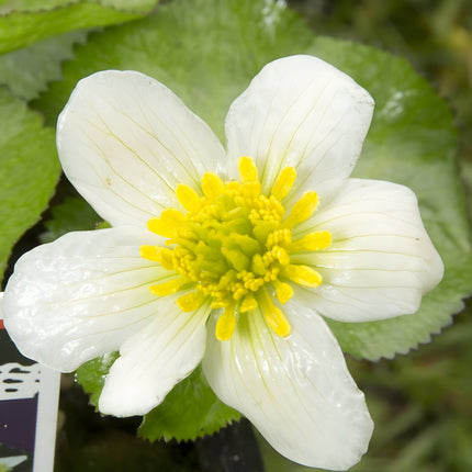 Caltha palustris alba