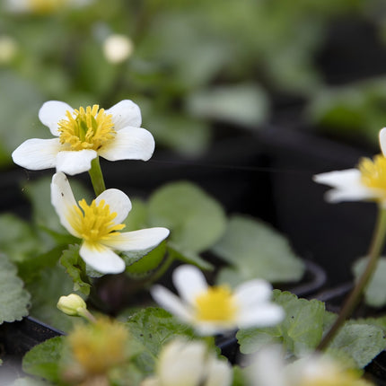 Caltha palustris alba