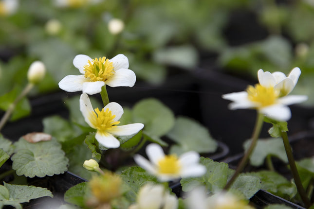 Caltha palustris alba
