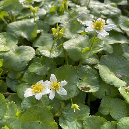 Caltha palustris alba