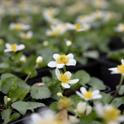 Caltha palustris alba