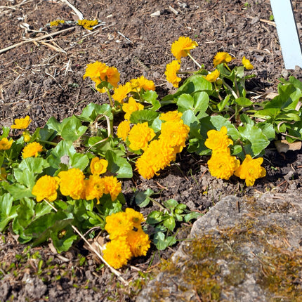 Caltha palustris plena