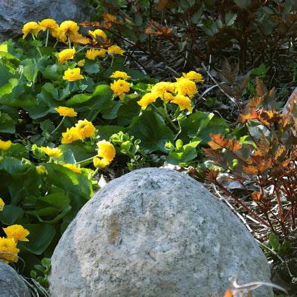 Caltha palustris plena