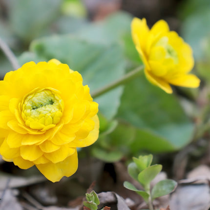 Caltha palustris plena