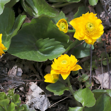 Caltha palustris plena