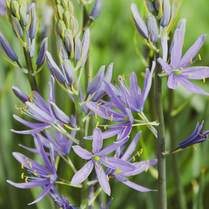 Camassia esculenta 'Quamash'