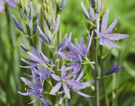 Camassia esculenta 'Quamash' - Marginal Pond Plant - BP020