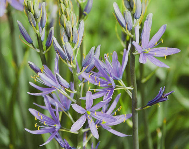 Camassia esculenta 'Quamash'