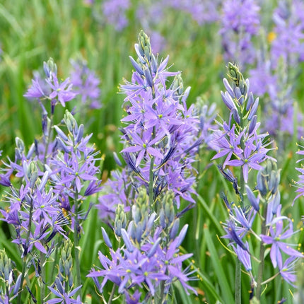 Camassia esculenta 'Quamash'