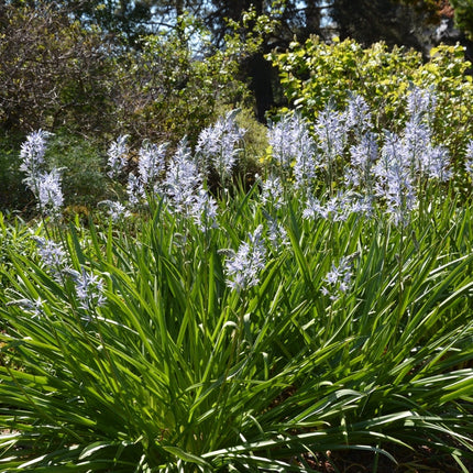Camassia esculenta 'Quamash'