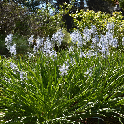 Camassia esculenta 'Quamash'