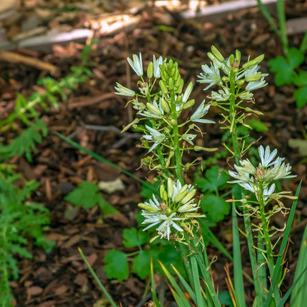 Camassia leichtlinii 'Alba'