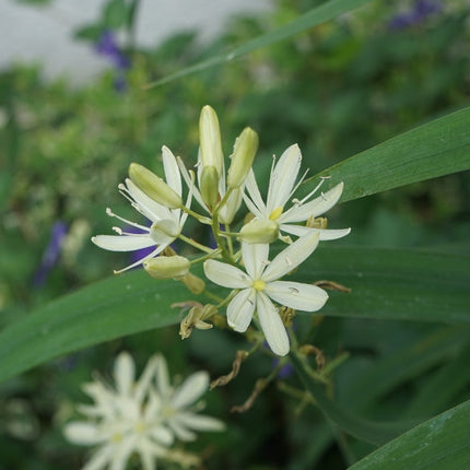 Camassia leichtlinii 'Alba'