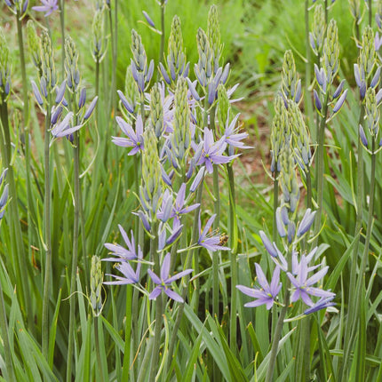 Camassia esculenta 'Quamash'