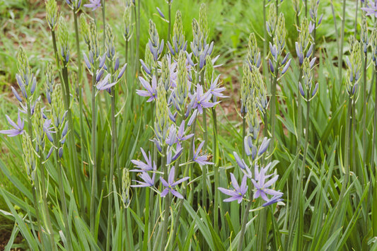 Camassia esculenta 'Quamash' - Marginal Pond Plant - BP020