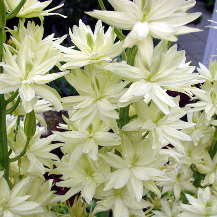 Camassia leichtlinii 'Alba'
