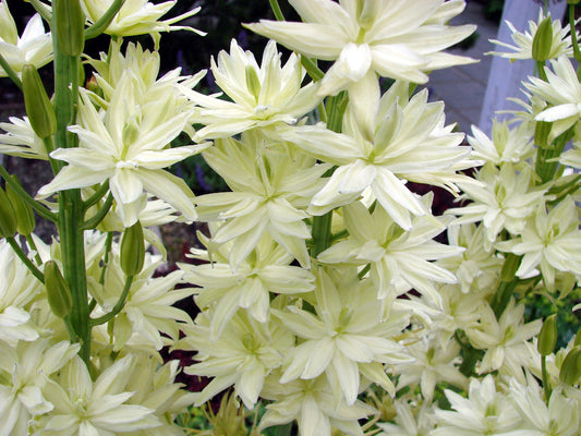 Camassia leichtlini 'ALBA' (Common camas lily) - Marginal Pond Plant - BP021
