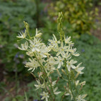 1 / 7cm Bareroot