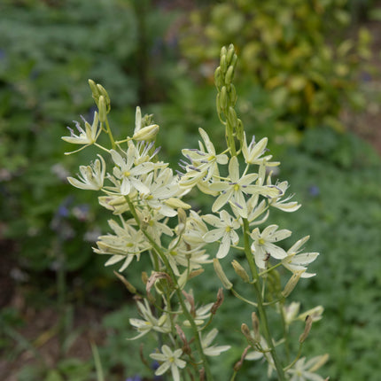 Camassia leichtlinii 'Alba'