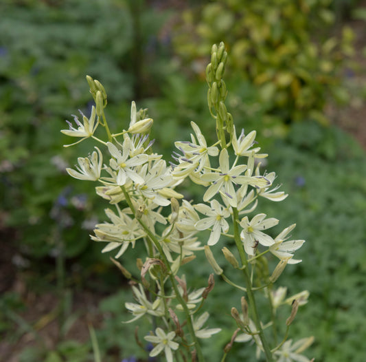 Camassia leichtlini 'ALBA' (Common camas lily) - Marginal Pond Plant - BP021