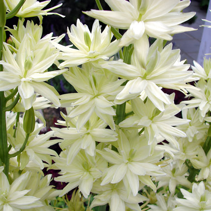 Camassia leichtlinii 'Alba'