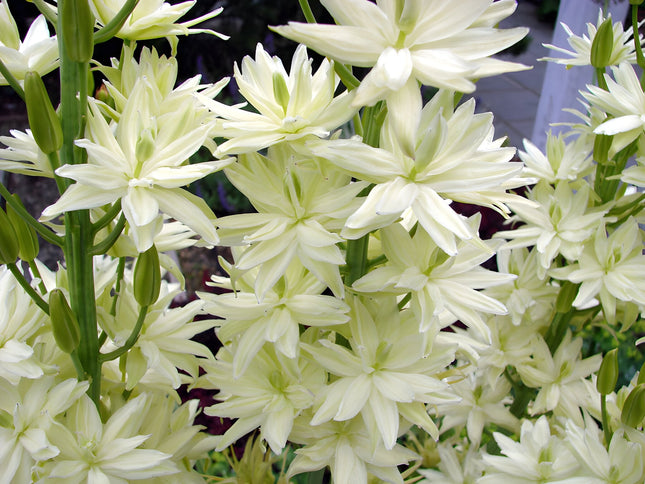 Camassia leichtlinii 'Alba'