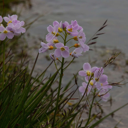 Cardamine pratensis
