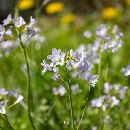 Cardamine pratensis