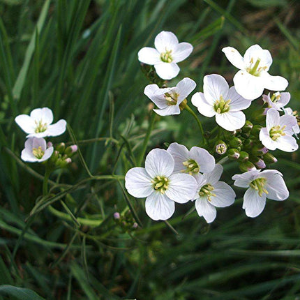 Cardamine pratensis