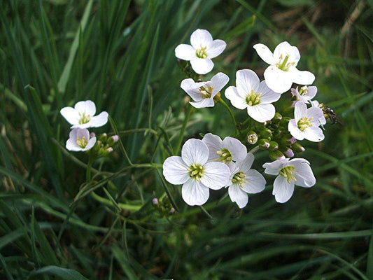 Cardamine pratensis (Lady's smock) - Marginal Pond Plants - MP019