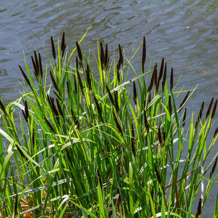 Carex acuta