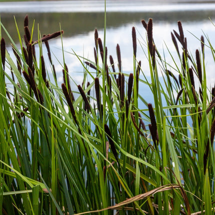 Carex acuta