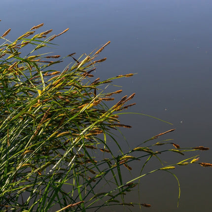 Carex acuta