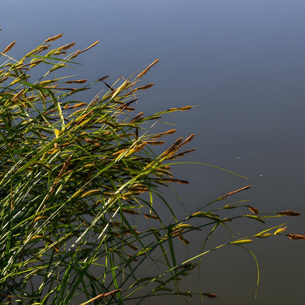 Carex acuta