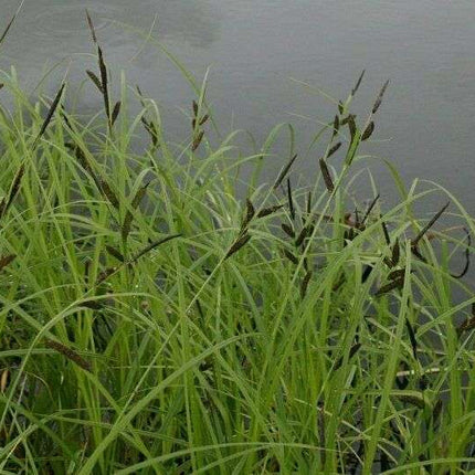 Carex acuta