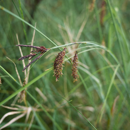 Carex flacca
