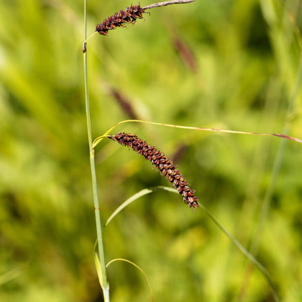 Carex flacca