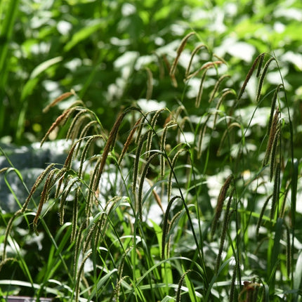 Carex flacca