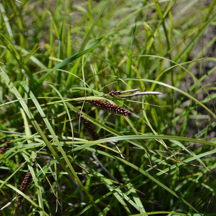 Carex flacca
