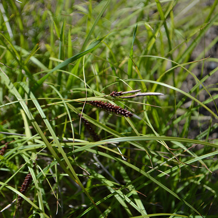 Carex flacca