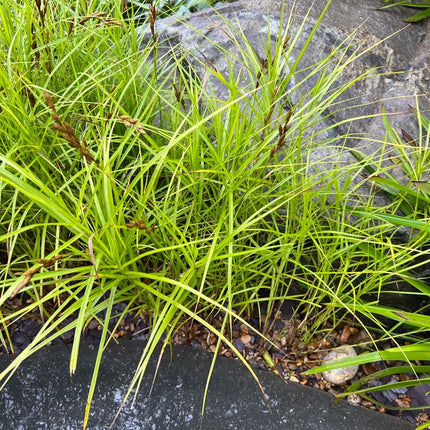 Carex muskingumensis