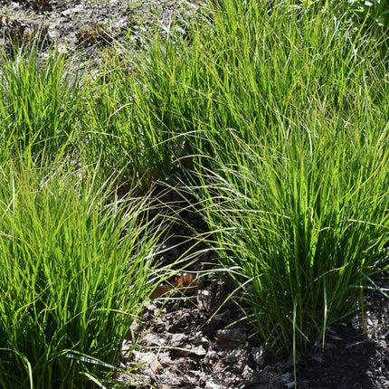 Carex muskingumensis