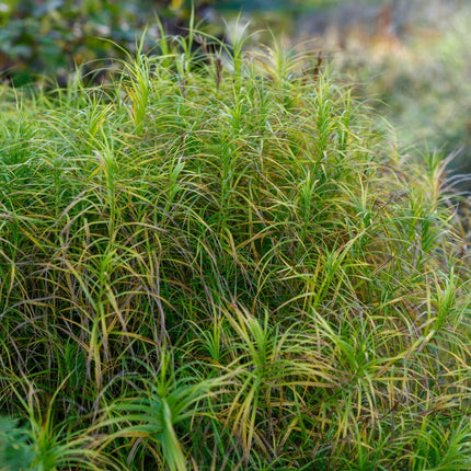 Carex muskingumensis